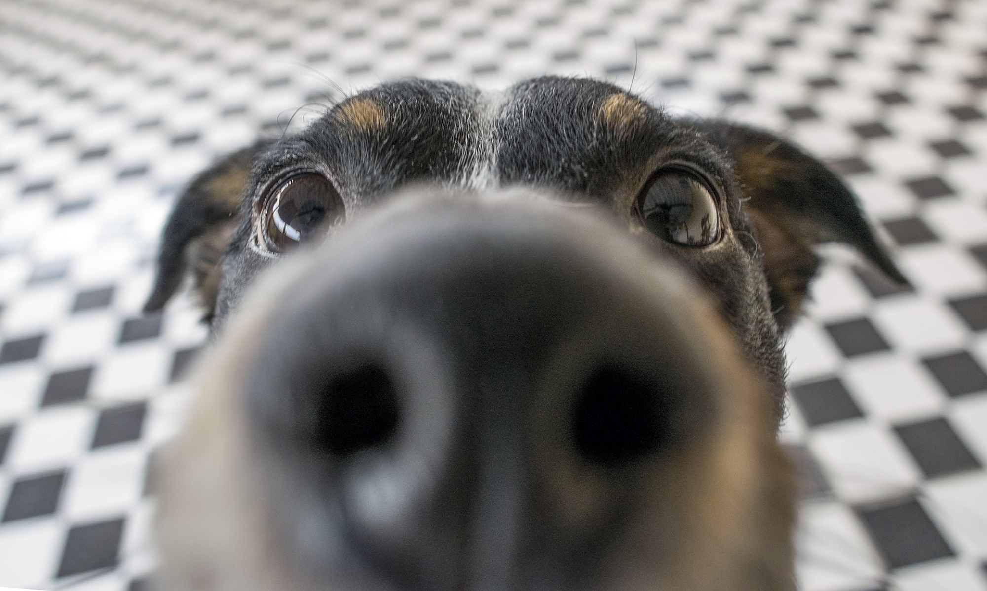 Leichhardt Dog Training Club